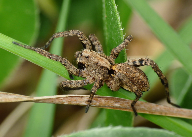 Alopecosa albofasciata